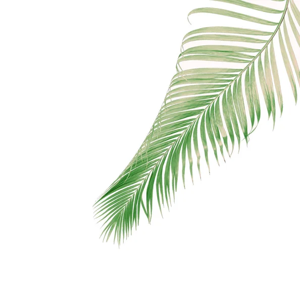Konzept Sommer Mit Grünen Palmblättern Aus Tropischen Wedel Blütenblätter Zweige — Stockfoto