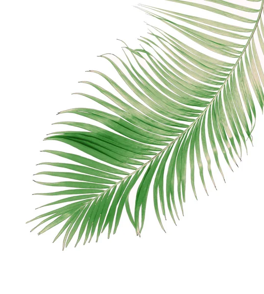 Konceptsommar Med Grönt Palmblad Från Tropiskt Frond Blommiga Blad Grenar — Stockfoto