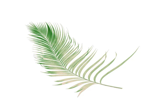 Koncept Léto Zeleným Palmovým Listem Tropické Oblasti Listové Květinové Listy — Stock fotografie