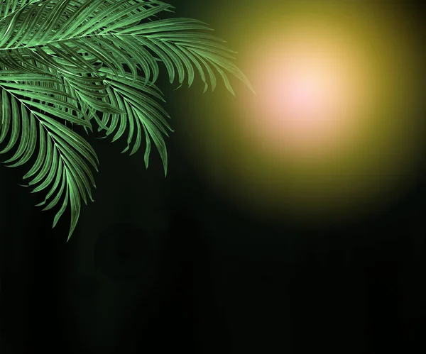 Grüne Blätter Der Palme Auf Schwarzem Hintergrund Mit Mond — Stockfoto