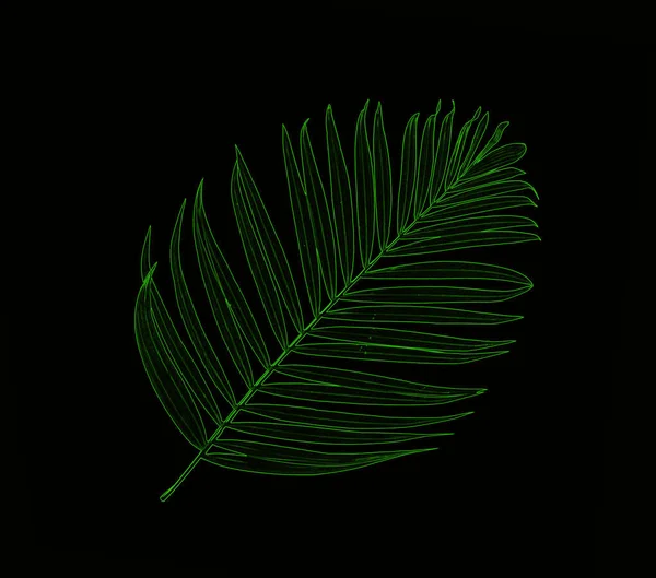 Feuilles Vertes Palmier Sur Fond Noir — Photo