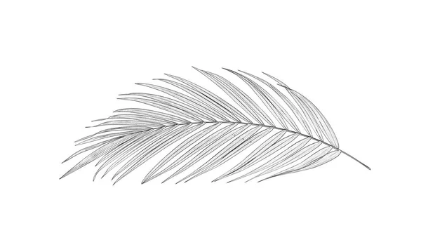 Bladeren Van Palmboom Witte Achtergrond — Stockfoto