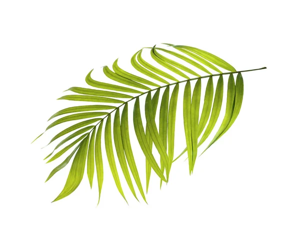 Gröna Blad Palm Vit Bakgrund — Stockfoto