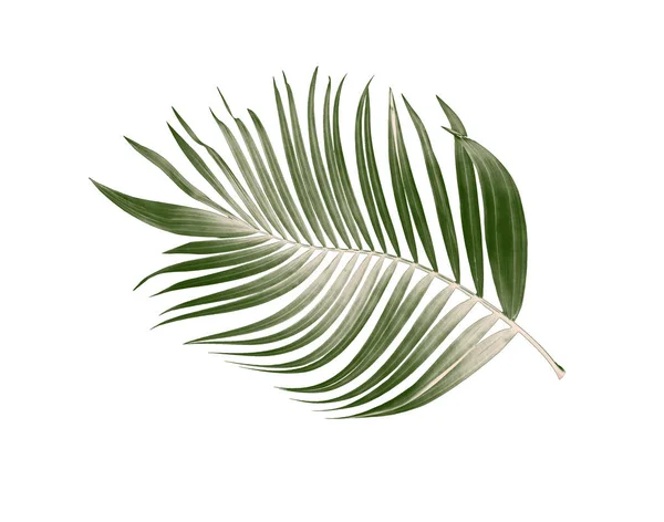 白色背景的棕榈树绿叶 — 图库照片