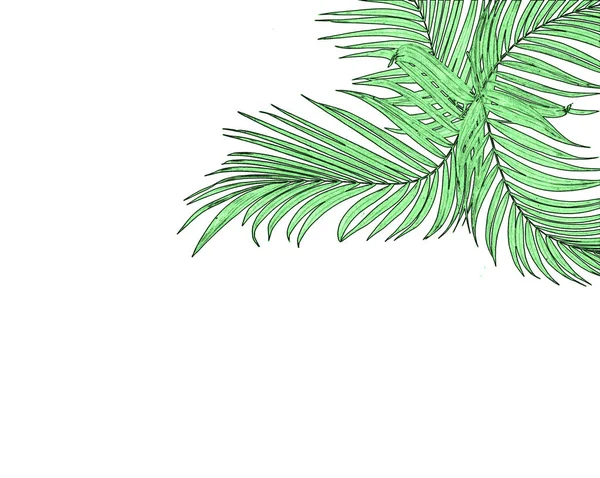 Frunze Verzi Palmier Fundal Alb — Fotografie, imagine de stoc