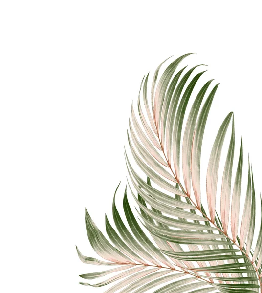 Grünes Blatt Der Palme Hintergrund — Stockfoto