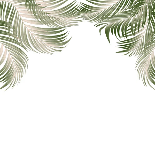棕榈树背景绿叶 — 图库照片