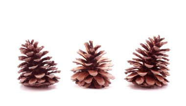 Beyaz arka plan üzerinde çam koni ağaç meyve izole