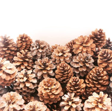 Meyve arka plan ağaç iğne yapraklı köknar ve çam kozalakları