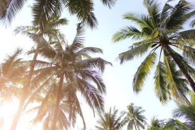 Tropikal Hindistan cevizi hurma yaz arka plan için ağaç yaprak