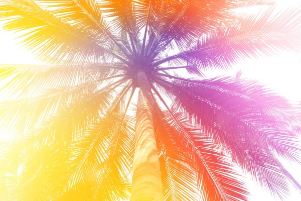 Tropical Colorful Coconut Palm Leaves Tree Summer Background — Stock Photo, Image