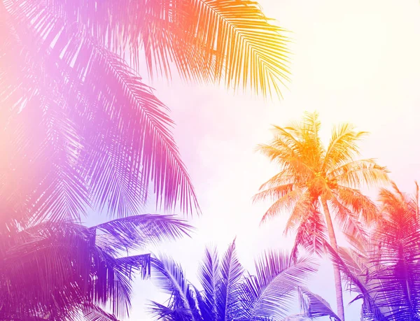 Tropical Colorful Coconut Palm Leaves Tree Summer Background — Stock Photo, Image