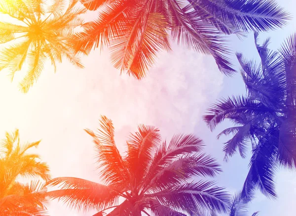 Barevné Tropické Kokosové Palmy Listy Stromu Pro Letní Pozadí — Stock fotografie