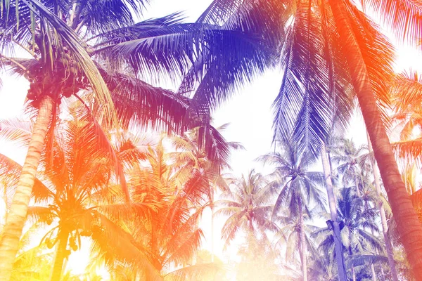 Тропічна Барвиста Кокосова Пальма Листя Дерева Літнього Фону — стокове фото