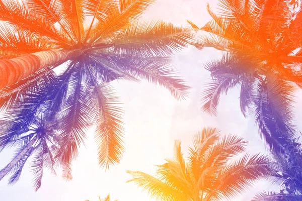 Árvore Folhas Coqueiro Colorido Tropical Para Fundo Verão — Fotografia de Stock