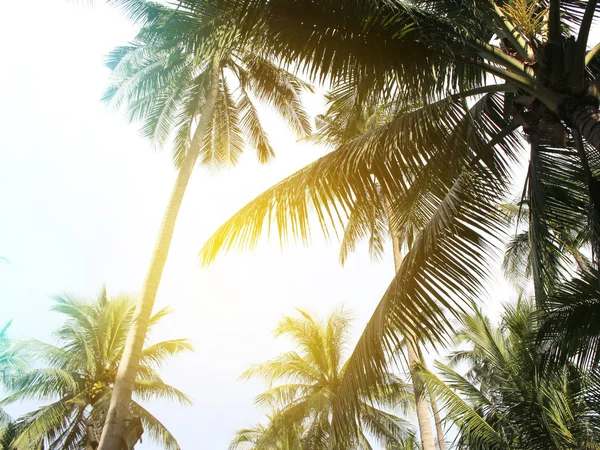 Tropische Kokosnoot Palm Laat Boom Voor Zomer Achtergrond — Stockfoto