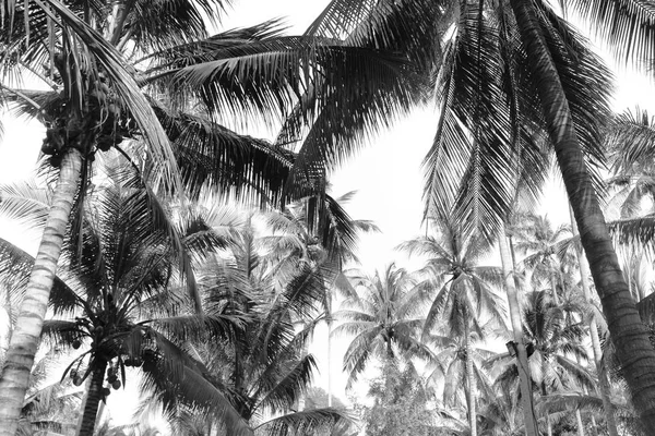 Árbol Hojas Palma Coco Tropical Para Silueta Fondo Verano —  Fotos de Stock