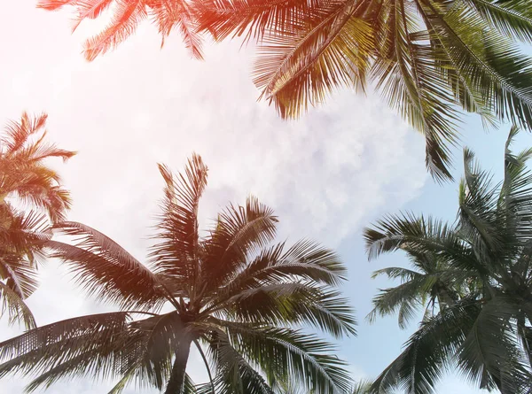 Тропічна Кокосова Пальма Листя Дерева Літнього Фону — стокове фото