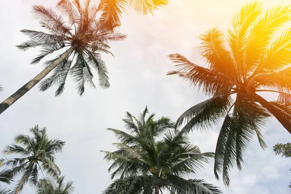 코코넛 나뭇잎 — 스톡 사진