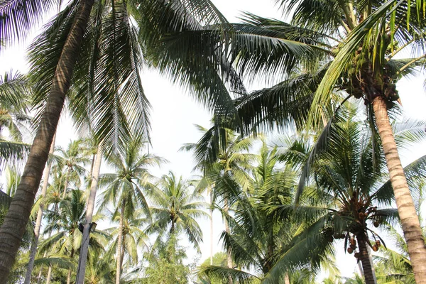 Árvore Folhas Coqueiro Tropical Para Fundo Verão — Fotografia de Stock