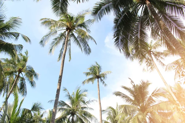 코코넛 나뭇잎 — 스톡 사진