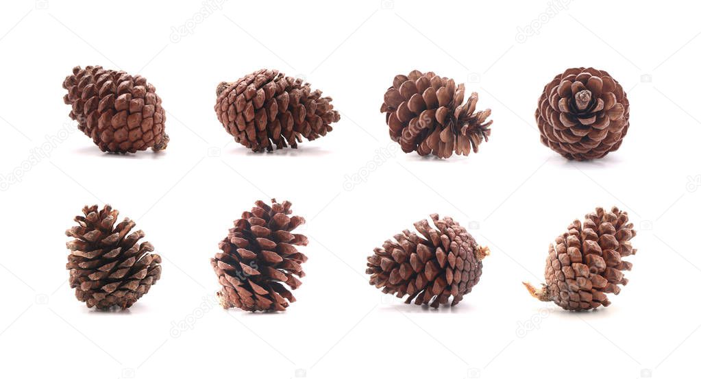 Pine cone tree fruits isolate on white background