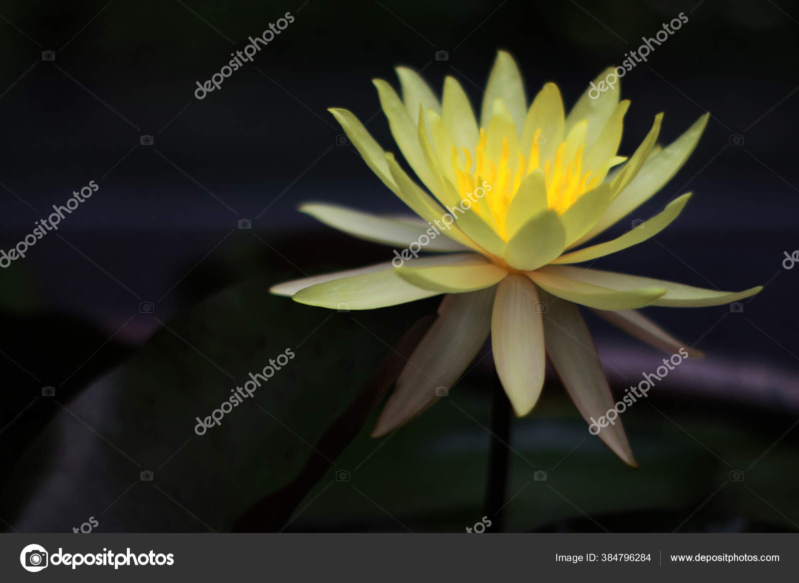 Indah Waterlily Atau Bunga Teratai Kolam Stok Foto C Studio2013