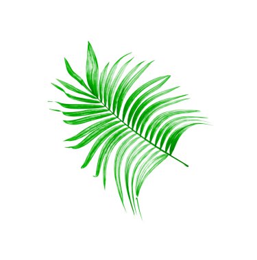 Beyaz arkaplanda yeşil palmiye yaprağı