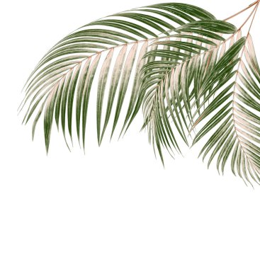 Beyaz arkaplanda palmiye yaprakları