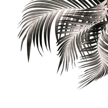Beyaz arkaplanda palmiye yaprağı