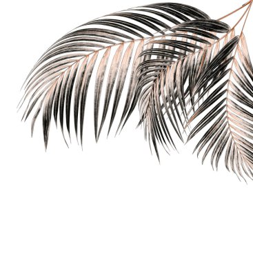 Beyaz arkaplanda palmiye yaprakları