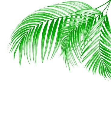 Beyaz arkaplanda palmiye yaprakları