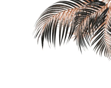 Beyaz arkaplanda palmiye yaprakları