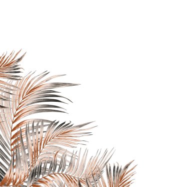Beyaz arkaplanda palmiye yaprakları