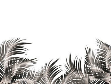 Beyaz arkaplanda palmiye yaprağı