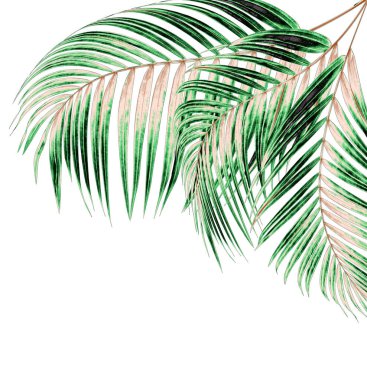 Beyaz arkaplanda palmiye yaprakları