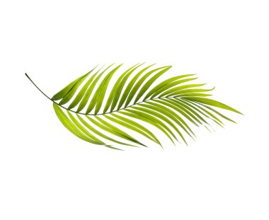 Beyaz arkaplanda yeşil palmiye yaprağı