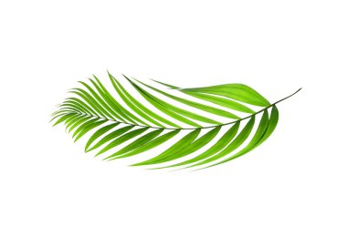 Beyaz arkaplanda yeşil palmiye yaprağı