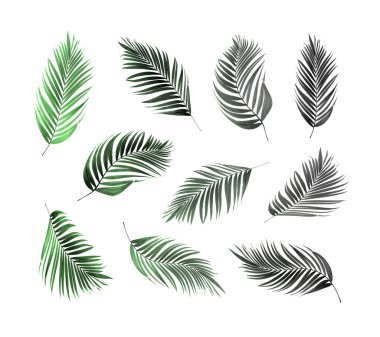 yeşil palmiye yaprağı yaz için beyaz üzerine izole