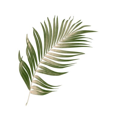 Beyaz arkaplanda yeşil palmiye yaprakları