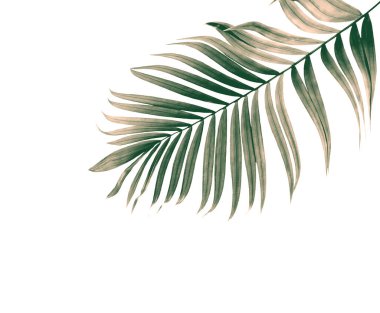 Beyaz arkaplanda izole edilmiş yeşil palmiye yaprağı