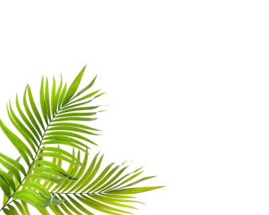 Beyaz arkaplanda yeşil palmiye yaprağı