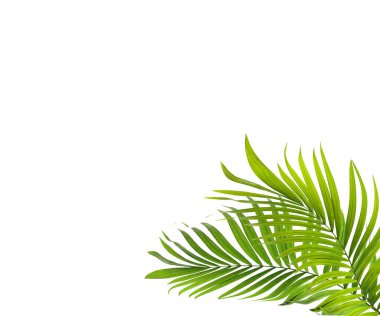 Beyaz arkaplanda yeşil palmiye yaprağı