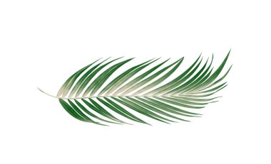 Palmiye ağacının yeşil yaprağı