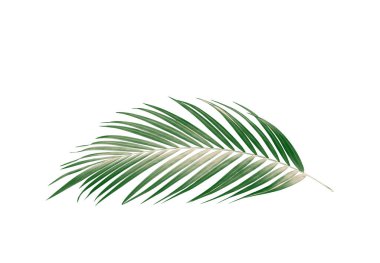 Palmiye ağacının yeşil yaprağı