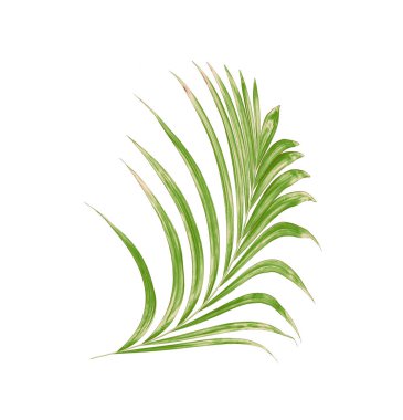 Beyaz arkaplanda yeşil palmiye yaprağı