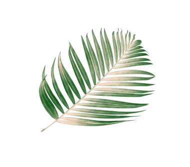 Palmiye ağacının yeşil yaprağı