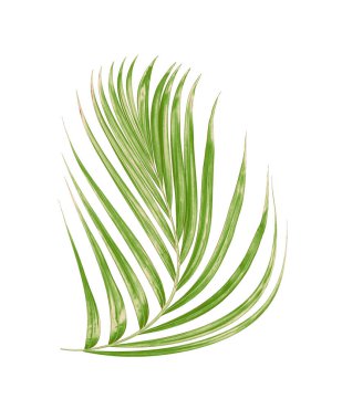 Beyaz arkaplanda yeşil palmiye yaprağı