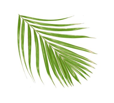 Beyaz arkaplanda yeşil palmiye yaprağı