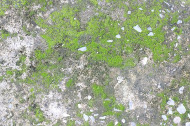 arkaplan dokusu: yosun veya yosun ile kaplı eski beton levhanın yüzeyi